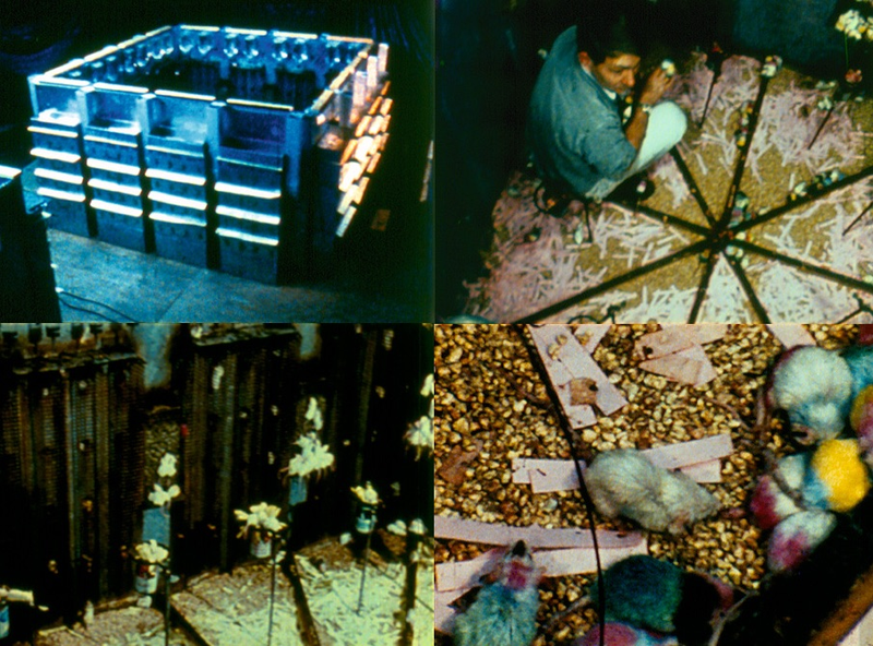 Illustration for article titled Así fue Universo 25: el paraíso
artificial para ratones que terminó en distopía aterradora